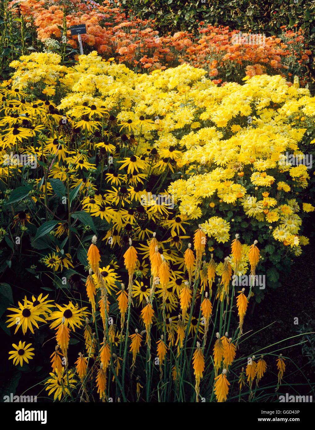 Autumn Garden - with Kniphofia galpinii  Rudbeckia `Goldsturm  and Chrysanthemums `Yellow Spinwheel' & `Joan'   AUB076 Stock Photo